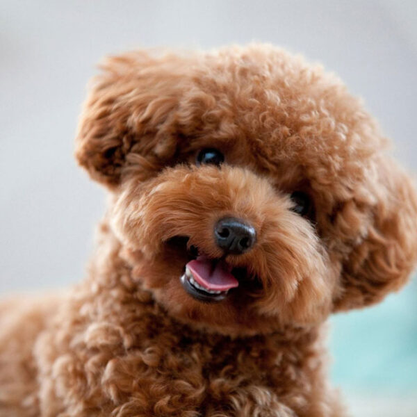 خرید و فروش توله و سگ پودل استاندارد عروسکی مینیاتوری مدیوم poodle medium miniature standard toy IranPetshop ایران پت شاپ