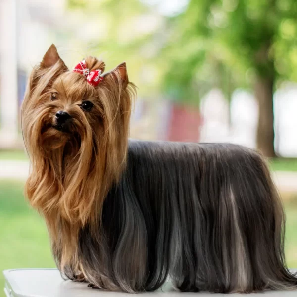 خرید و فروش سگ و توله سگ یورکشایر Yorkshire Terrier Iran Pet Shop ایران پت شاپ