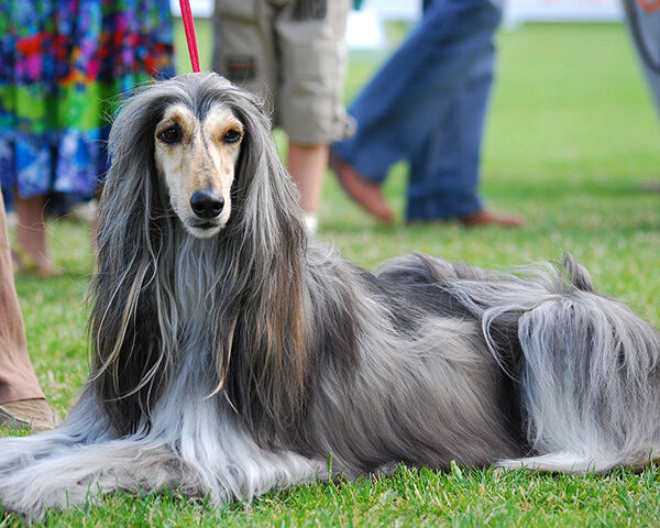 خرید و فروش سگ و توله سگ افغان هاند Afghan Hound Iran Pet Shop ایران پت شاپ