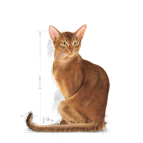 غذا خشک گربه رویال کنین مدل Savour Exigent وزن 2 کیلوگرم به همراه بستنی