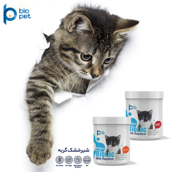 شیر خشک گربه بایو پت مدل Kitten BioLac Super Premium وزن 400 گرم