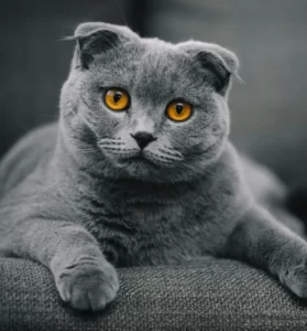 خرید و فروش گربه و بچه گربه اسکاتیش فولد scottish fold ایران پت شاپ Iran pet shop