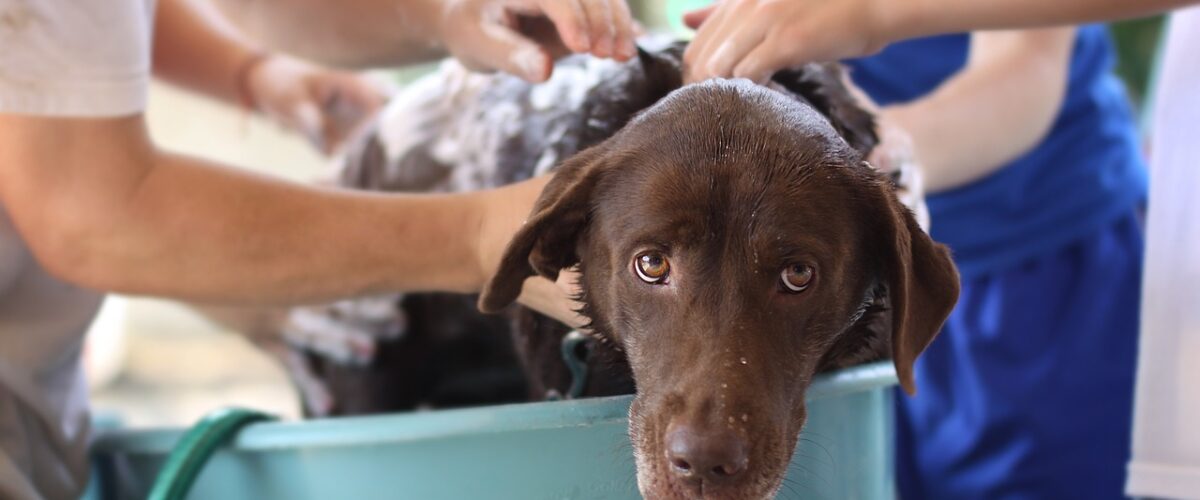 زمان شست و شوی سگ: روش‌ها، توصیه‌ها و خدمات حرفه‌ای ایران پت شاپ