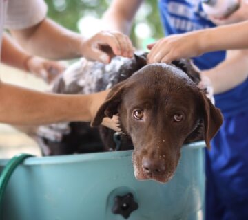 زمان شست و شوی سگ: روش‌ها، توصیه‌ها و خدمات حرفه‌ای ایران پت شاپ