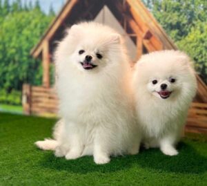 پامرانین خرسی پسر و دختر وارداتی از کشور روسیه